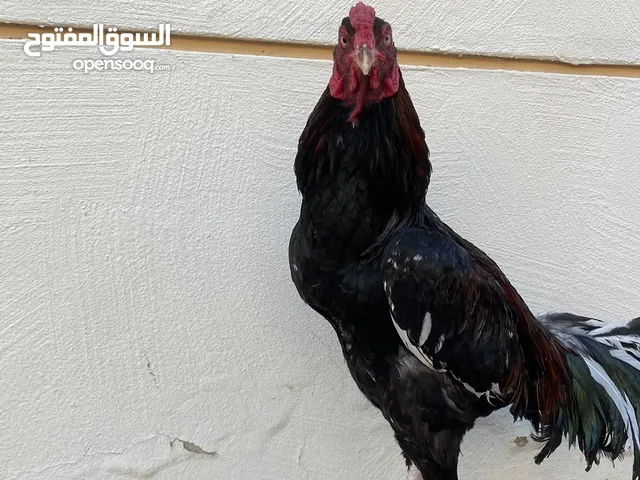 ديك و دجاجه باكستاني سندي حجم