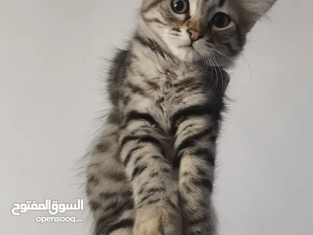 قطط منزلية للتبني العمر شهرين ونص