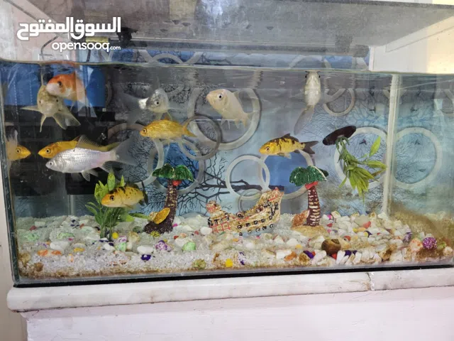 حوض سمك وسط