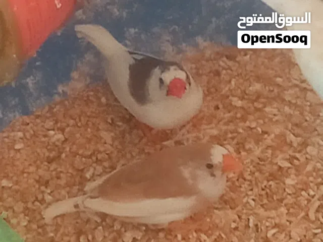 ((للبدل)) جوزين جنه كل جوز تحته 4 بيضات وثلاث ذكور جاهزات