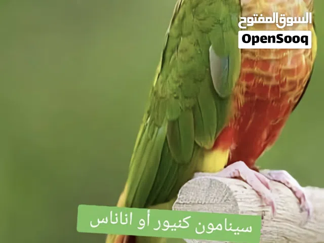 مطلوب  فروخ طير صن كنيور و قرين شيك كنيور و كنيور الاناناس