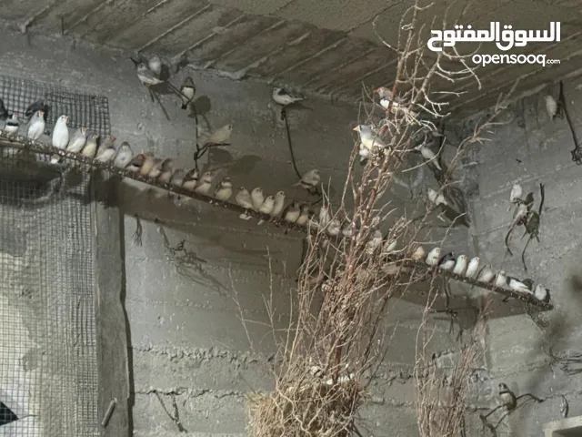 يوجد لدي مزرعة طائر فنك(زيبرا) للبيع مزرعه كامله 300جوز....جوز ع 22شيكل