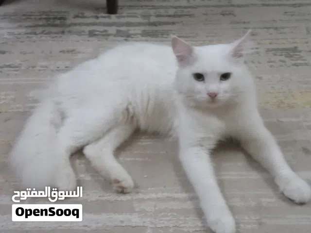 قط   ابيض لتبني