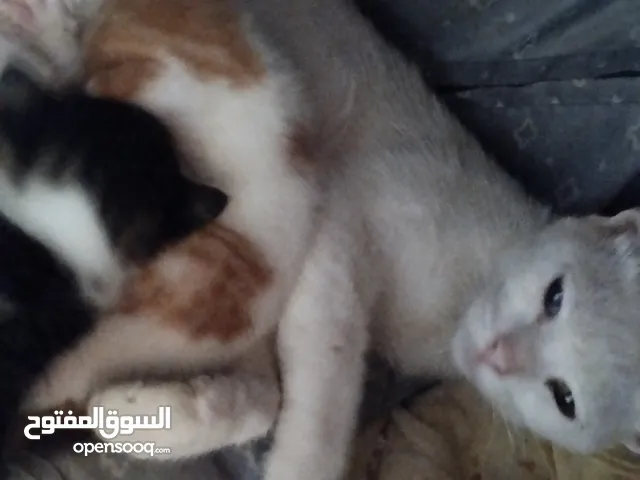 قطة أنقورا بيضاء