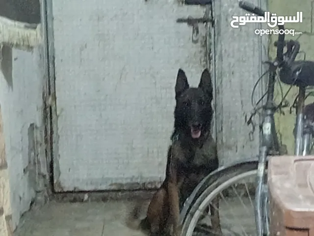 كلب مالينو للبيع