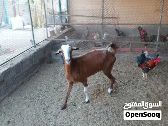 سخلتين للبيع