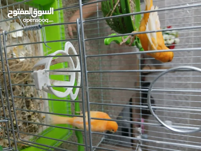 جوز ككتيل شغال مع قفص 35 بدون قفص 30 ++++طيور كنار جوز جزري غامق غامق 35