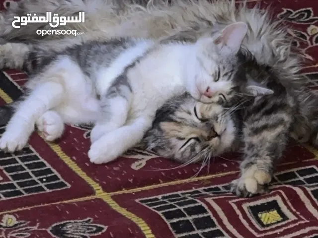 قطه للتبني تواصل فقطط واتساب