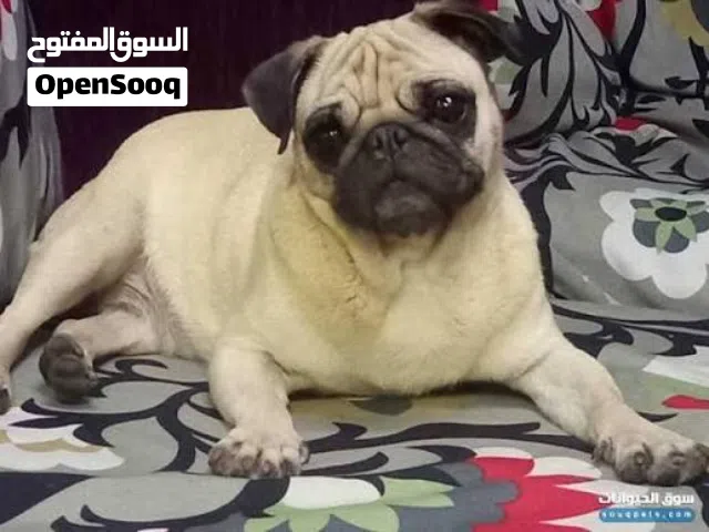 انثى بج للبيع صغيرة بعمر 8 اشهر