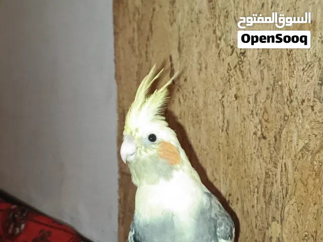 كروان للبيع