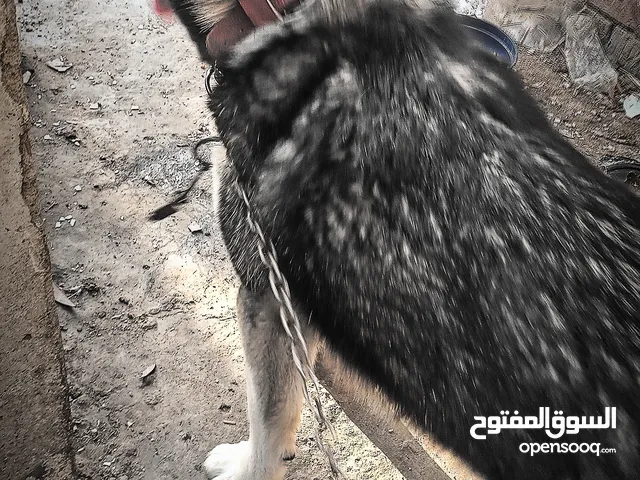 وصل وصل وصل افخم كلب في مصر مميز جداً قول سعرك ومش هنختلف