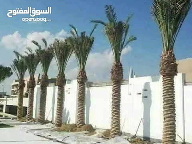 نخل مثمر من مترين لغاية 8متر