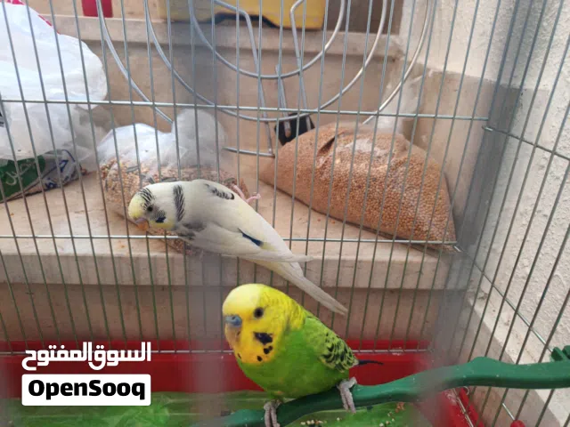 طيور حب للبيع