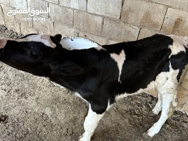 عجل حليب عمر 25 يوم