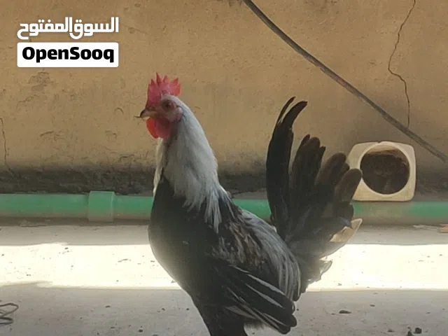 ديجين دندراوي للبيع صحه خير من الله حلوات ومرتبات