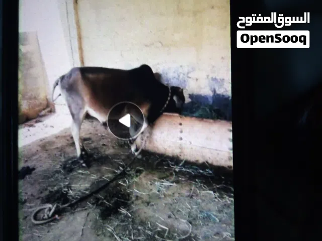 عجل مطعوم للبيع
