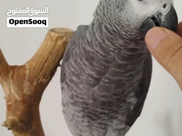 ببغاء للبيع