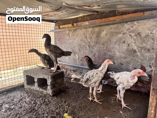 دجاج باكستاني اصلي