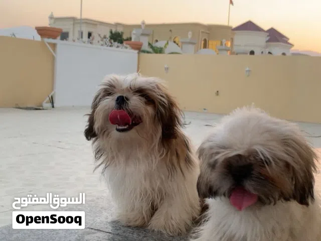 العمر اربع  شهور مع الجواز و الشريحه وماخذين  كل التطعيمات