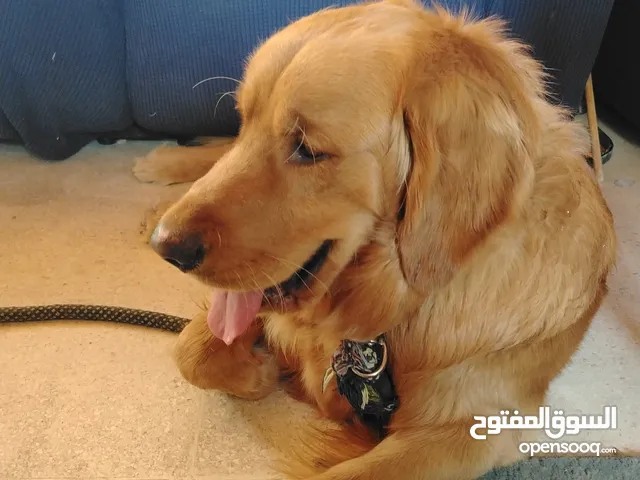 كلب جولدن رتريفر - Golden Retriever