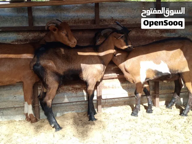 تلاتة جديان فرنساويات.الله ايبارك