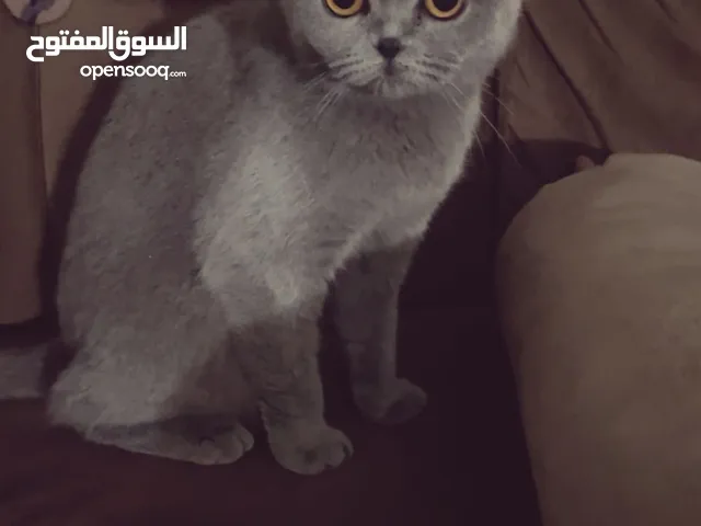 انثى سكوتش بيور 8 اشهر و ذكر هيملايا ع سكوتش 5 اشهر