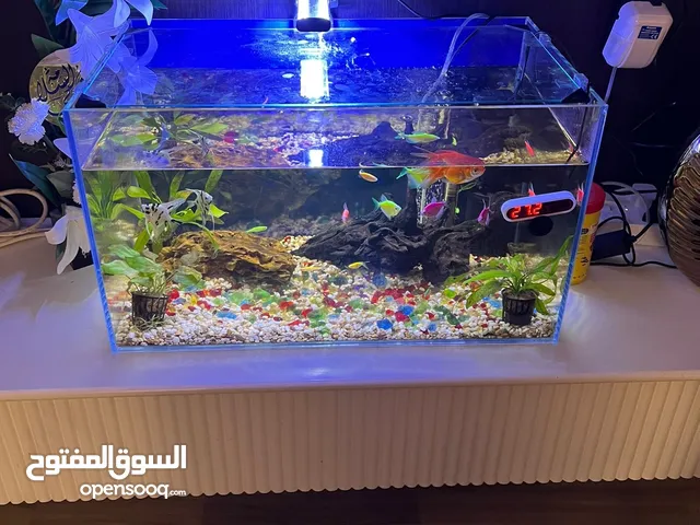 سمك متنوع مع حوض كبير وكافه مستلزماته للبيع