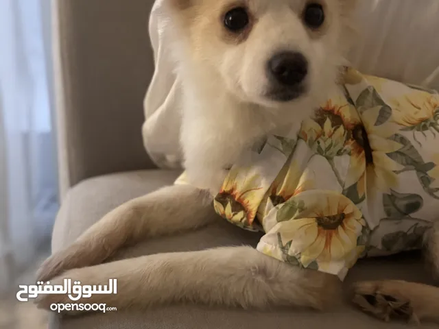 كلب للتبني