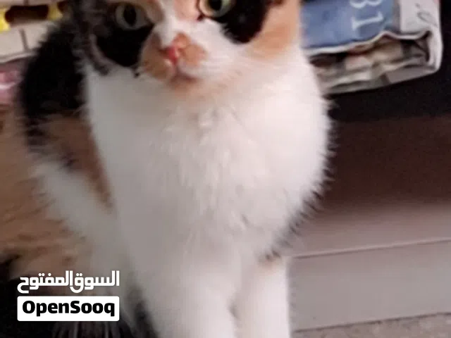 للتبني مجموعه قطط