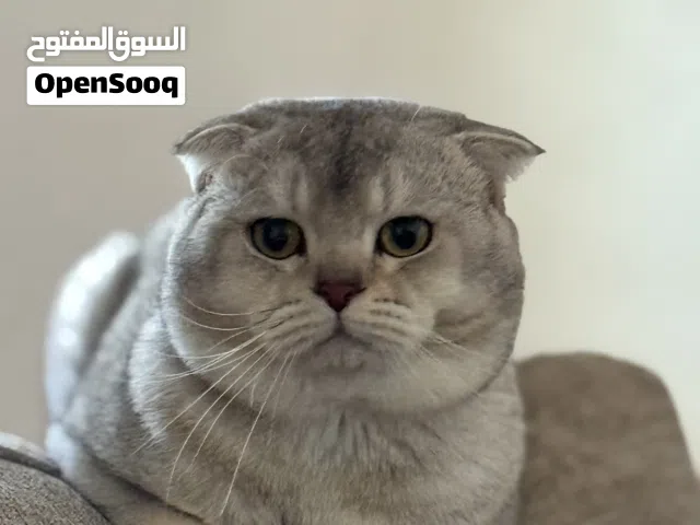 سكوتش فولد ذكر / Scottish Fold Male