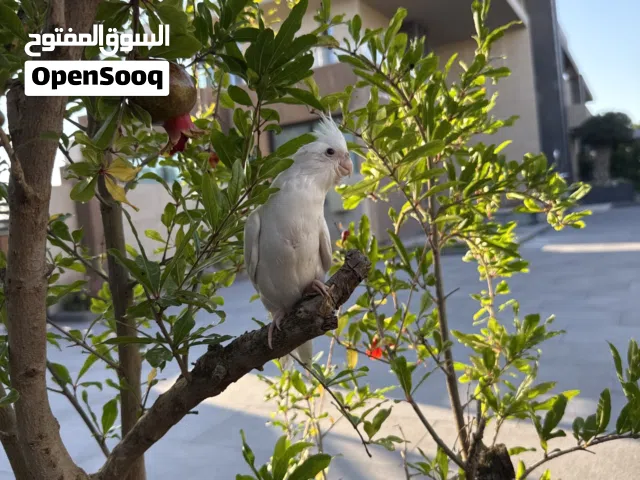 فرخ كوكتيل ألبينو أبيض بيور (عين حمراء) – مزقوق يدوي وأل