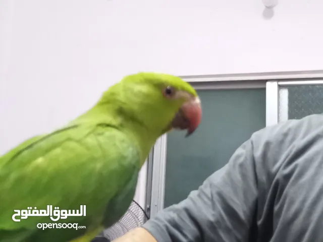 ببغاء الدرة