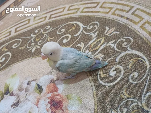 غندورة للبيع سعر 35