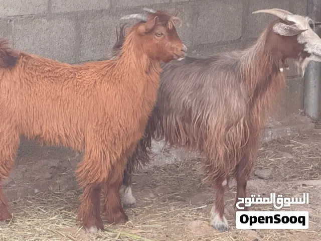 تيس وشاه جباليات من حلال بني سعيد سمان وراهيات واحجام للتربيه او ذبح