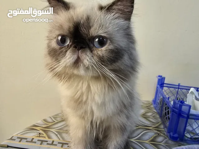 Twin Female Scottish Cats – Long Hair, Healthy, Trained & Playful
