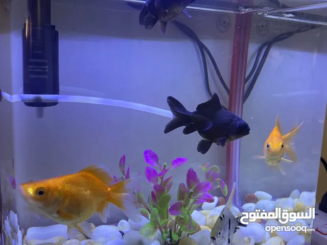 للبيع خمس اسماك مع الحوض