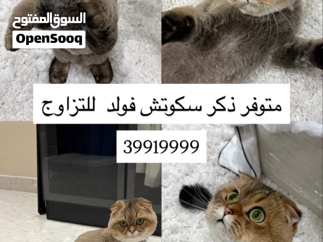 متوفر سكوتش فولد للتزاوج