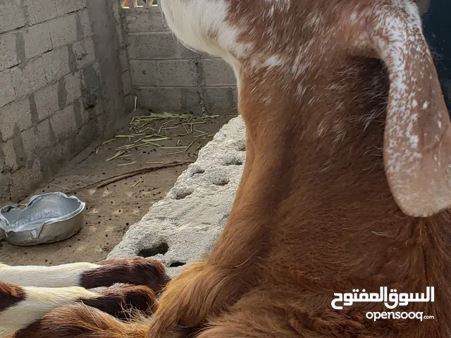 ماعز ذكر مهجن هولندي تربية منزل