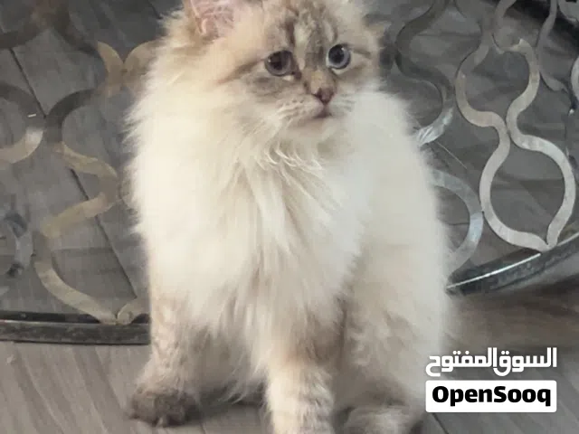 انثى مكس هيمالايا + شيرازي وقريب للراغدول