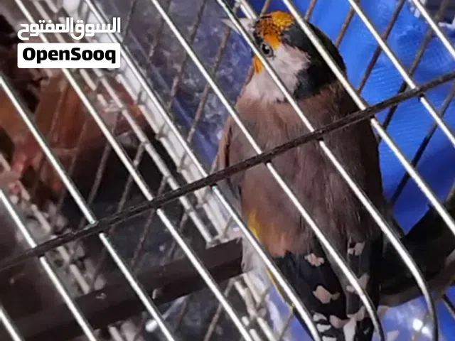 كنار حسون وو