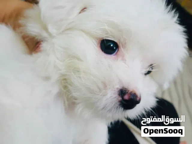 جرو مالتيز  ذكور 45 يوم   حجم صغير