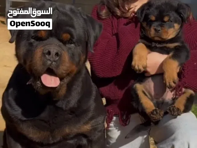 جراوي روتوايلر خط دم تيمت تور