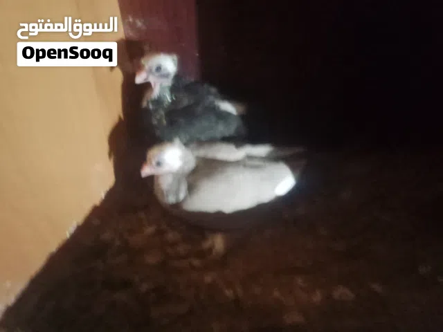السلام عليكم حمام ربي يباركلك للبيع