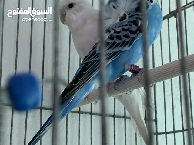 جوز حب هوقو رومو