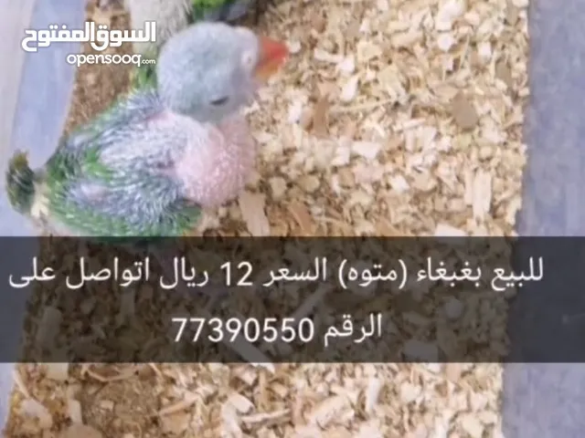 للبيع متوه بغبغاء فرخ بسعر ممتازة