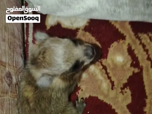 وبران وبر بريه للبيع