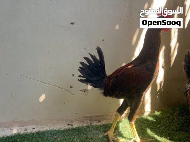 موجود ديك اصيل للبيع او للبدل