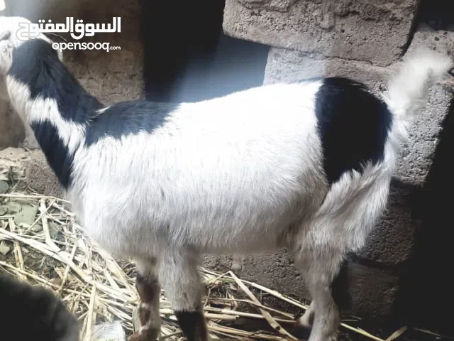 سبوه. بصنعا ب60000