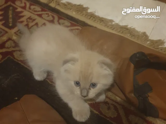 قطط ذكور سكوتش فولد