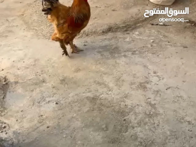 ديك بف تركي جامبو